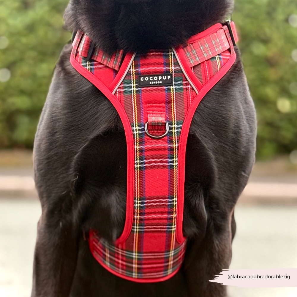 Cocopup London - Explore Harness - Tartan