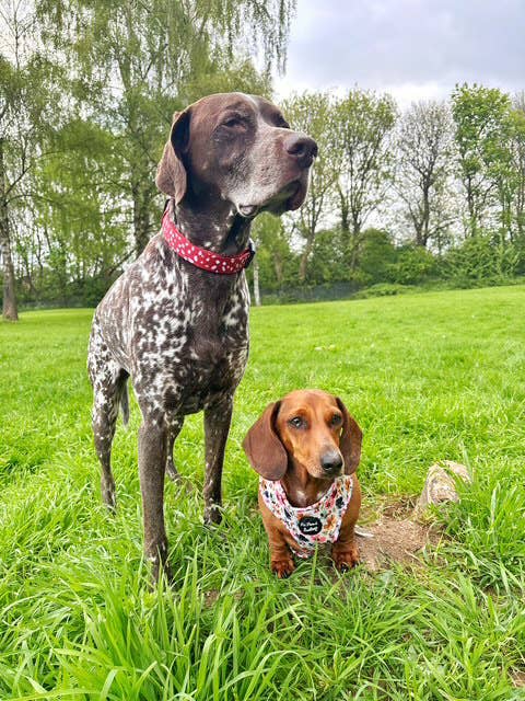 Pet Pooch Boutique - Poppy Toadstool Polkas Dog Collar
