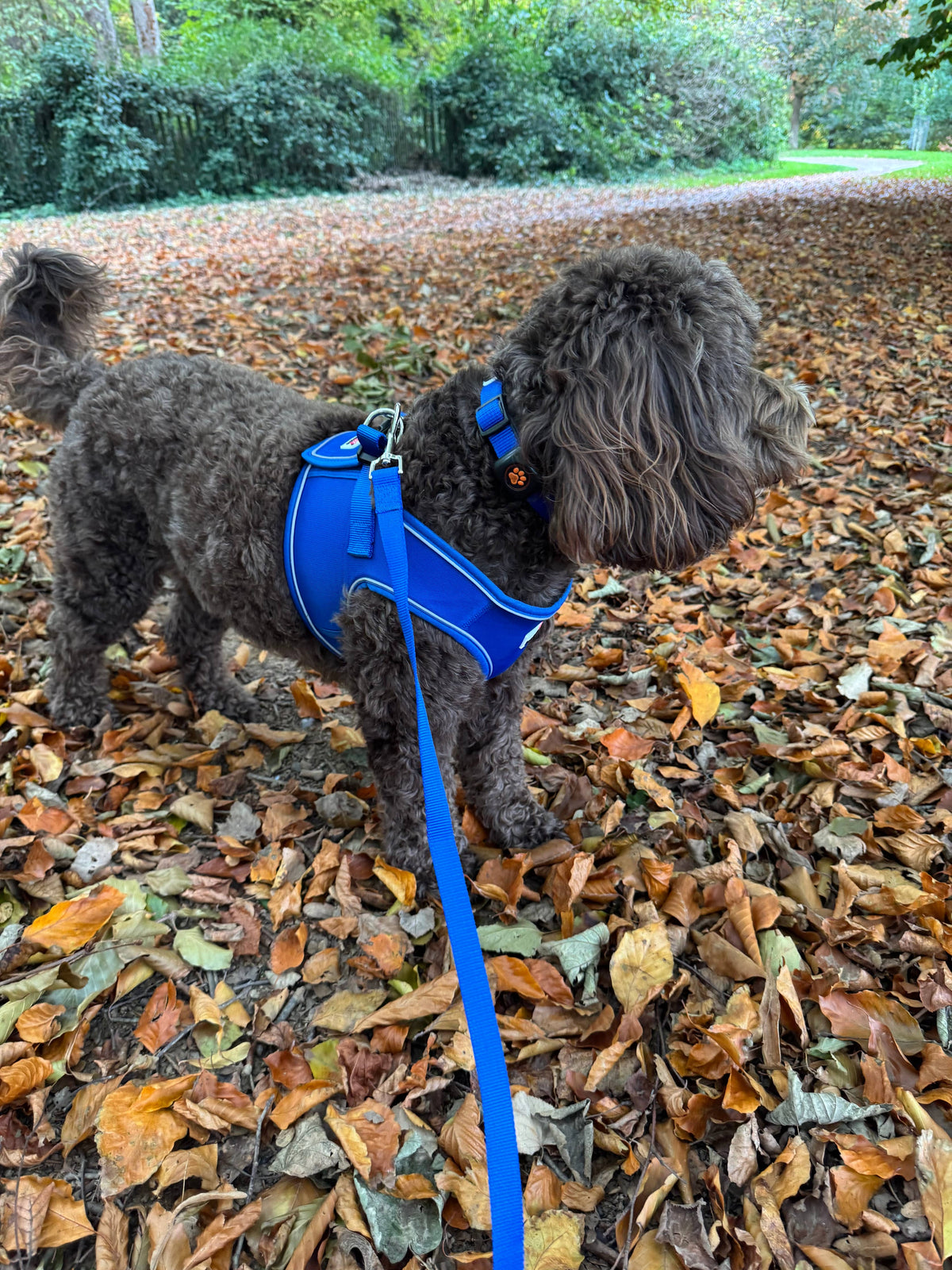 Doodlebone - Padded Dog lead