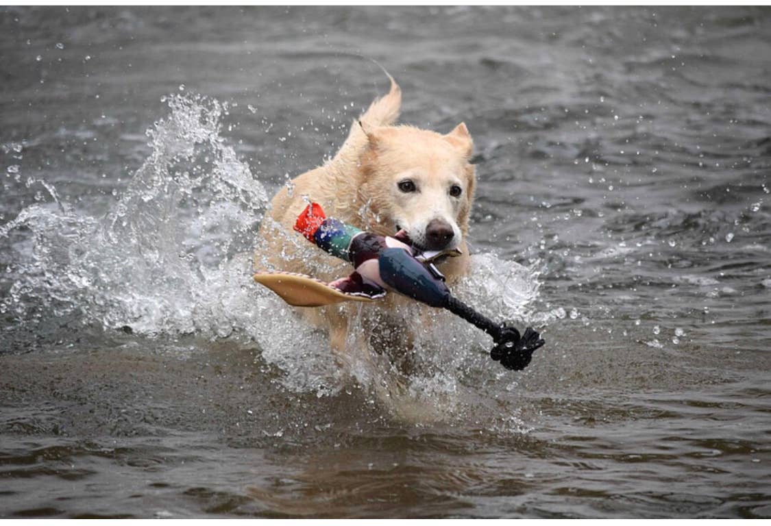 Fly & Fetch Launching Toys