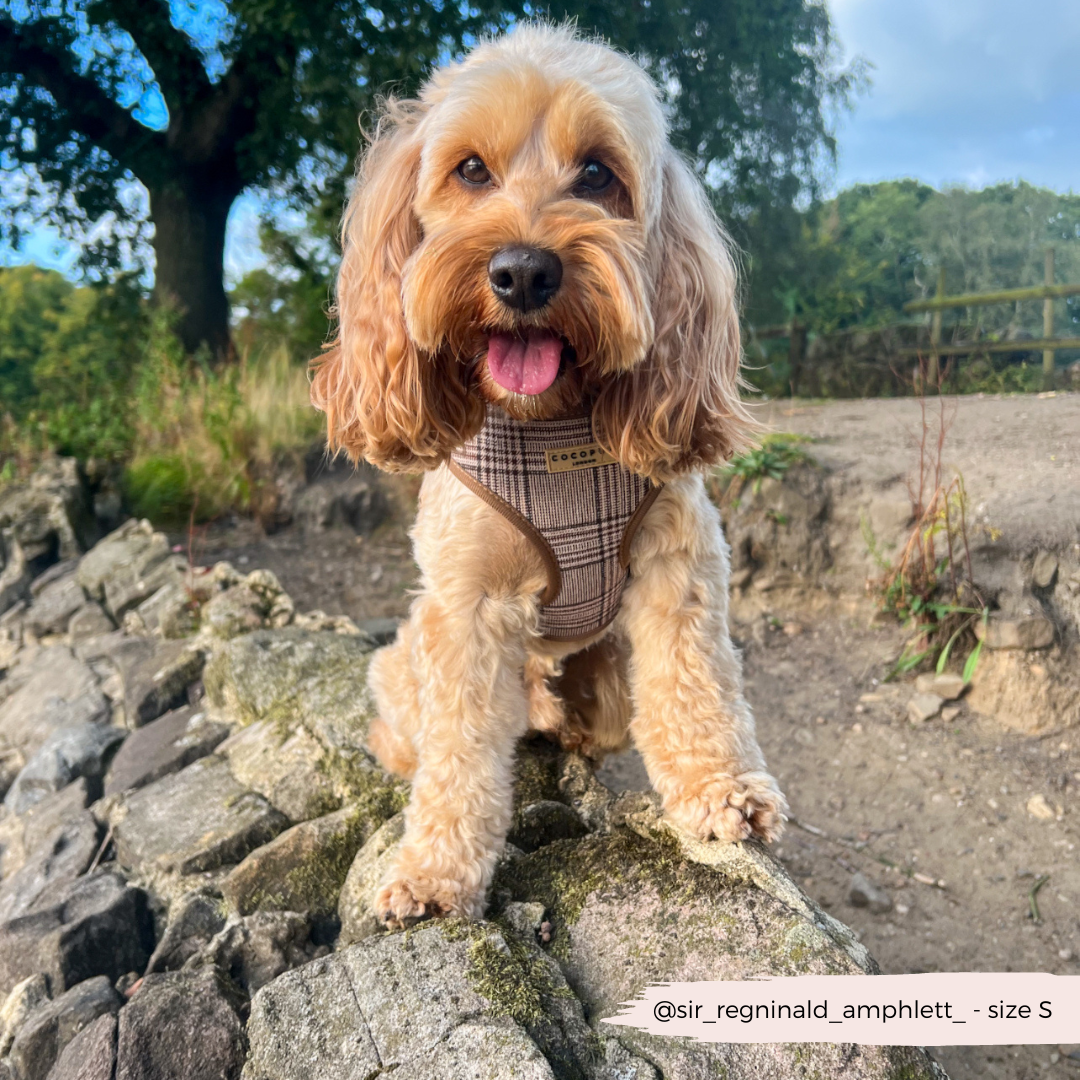 Cocopup London - Pup Plaid Adjustable Neck Harness