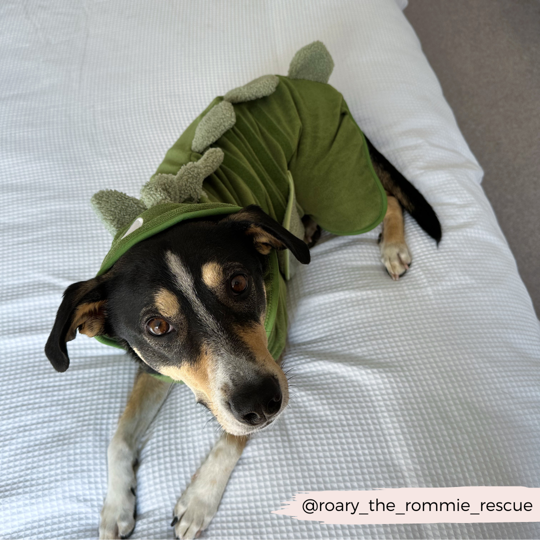 Cocopup London - Dinopup Drying Robe