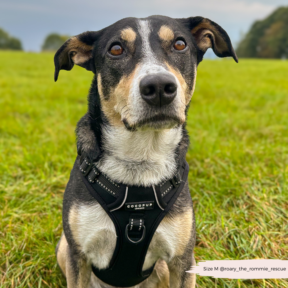 Cocopup London - Explore Harness - NAKD Liquorice