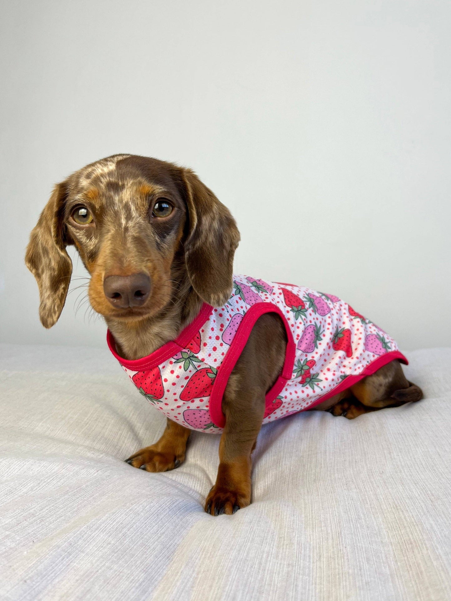 The Paw Print Boutique - The Sweet Strawberries Cooling Vest