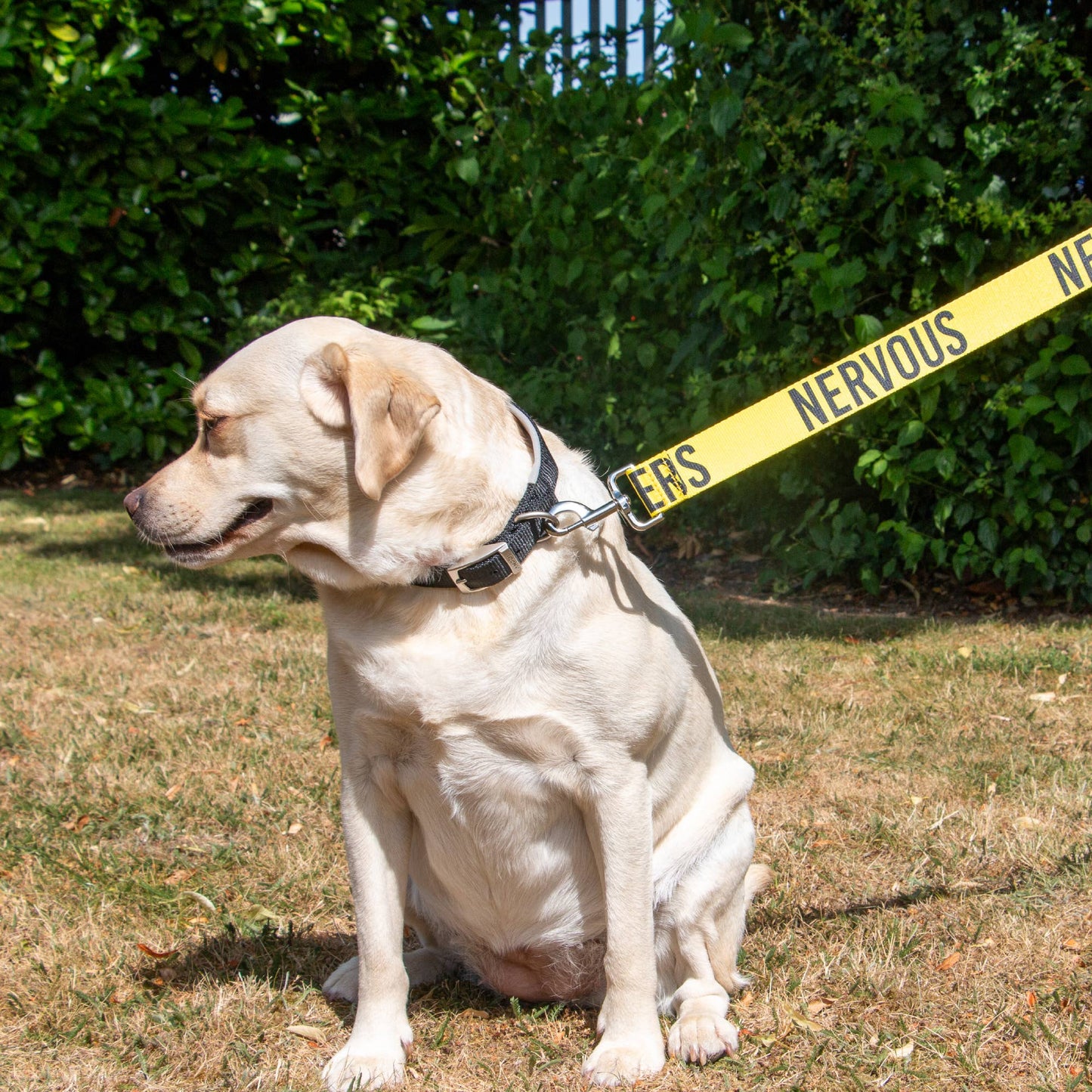 Ancol Pet Products Ltd - Awareness Training & Safety Dog lead 1.5m  'Hi-Vis NERVOUS'