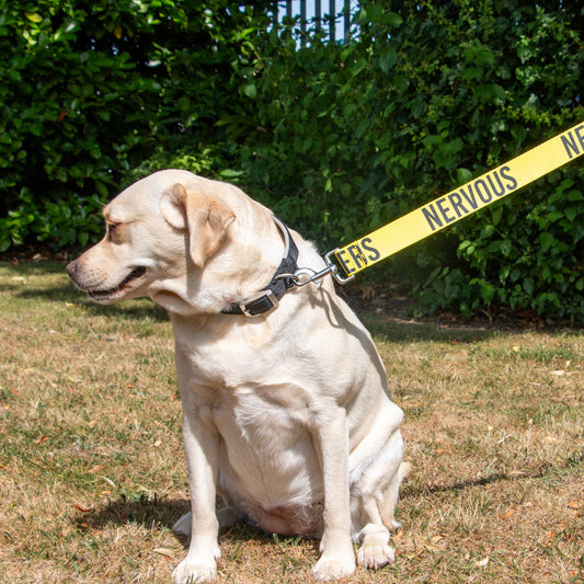 Ancol Awareness Training & Safety Dog Lead (1.5m - Hi-Vis NERVOUS)