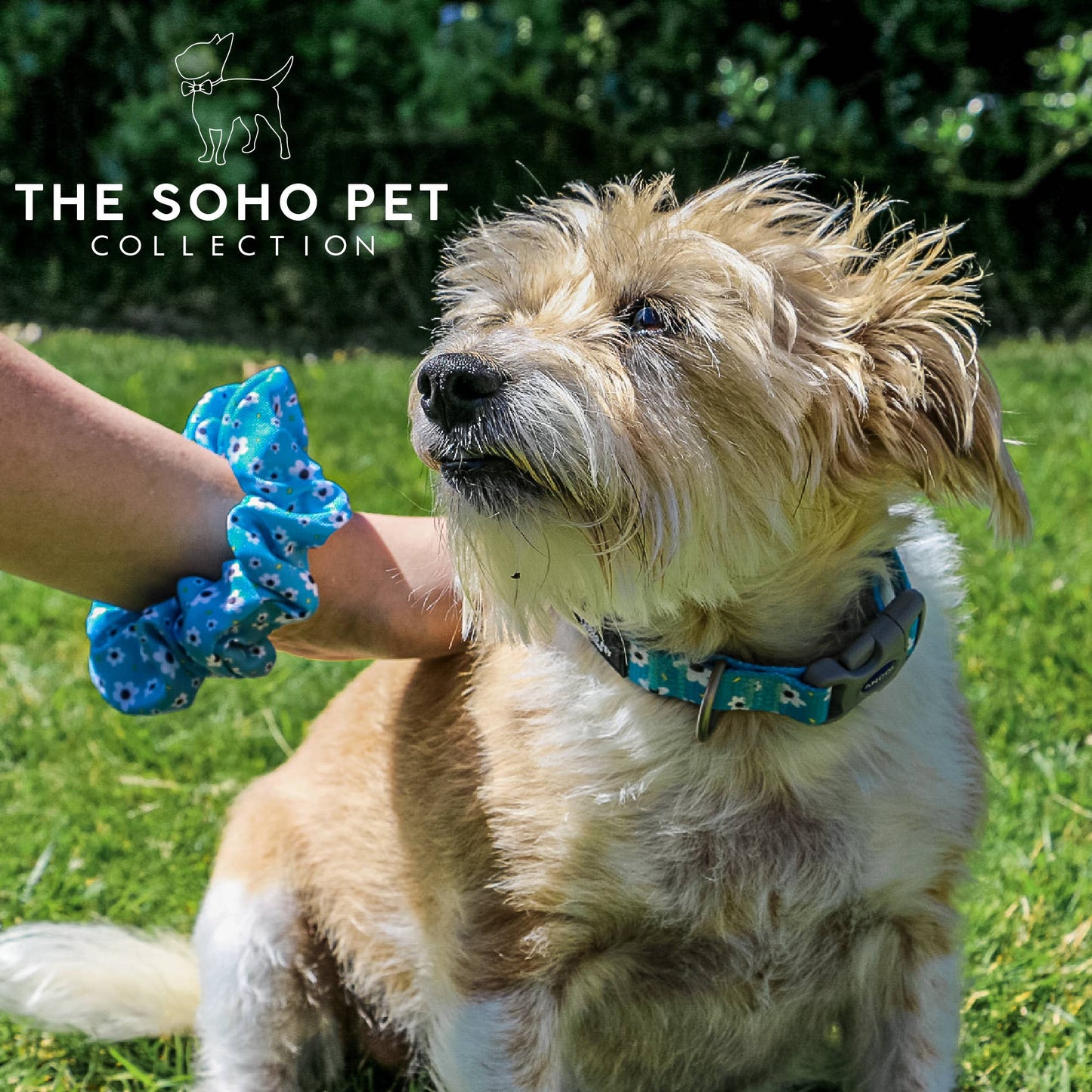 Ancol Pet Products Ltd - Soho Pet Collection Daisy Patterned Collar 45-70cm