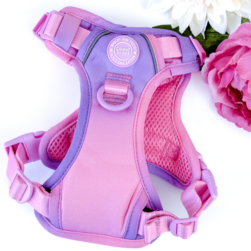 Bailey and Coco - Trail & Glow Dog Harness - COLOUR DROPS® - Love that for you