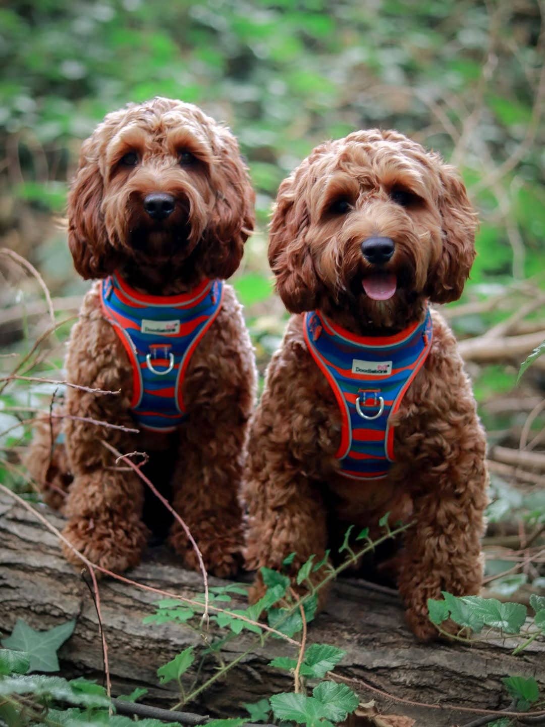 Doodlebone - Adjustable Airmesh Dog Harness