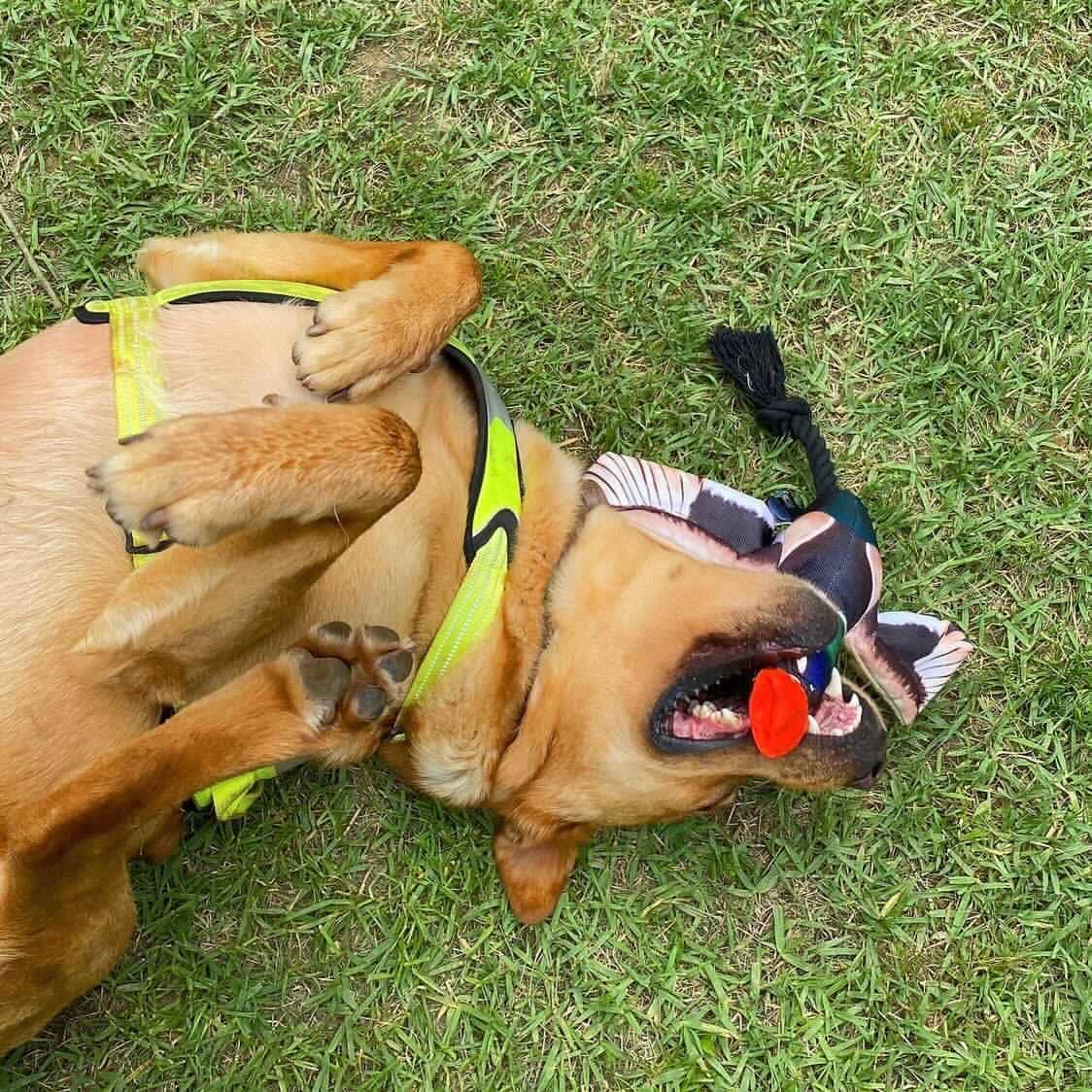 Fly & Fetch Launching Toys