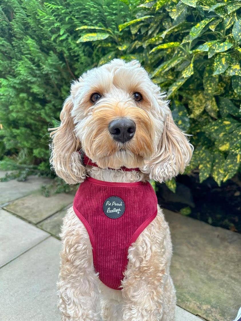 Pet Pooch Boutique - Burgundy Red Cord Collar