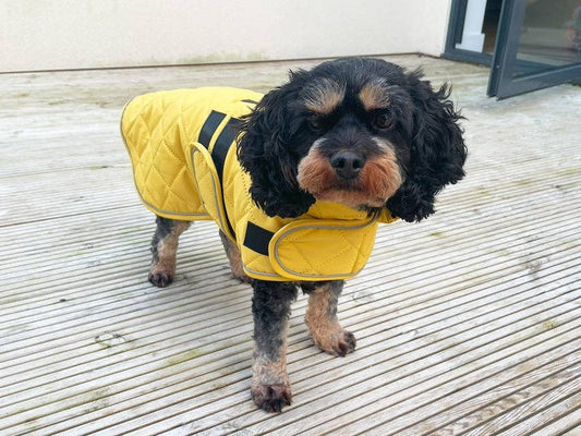 Victory Pet Products Ltd - Quilted Classic Dog Coat Mustard