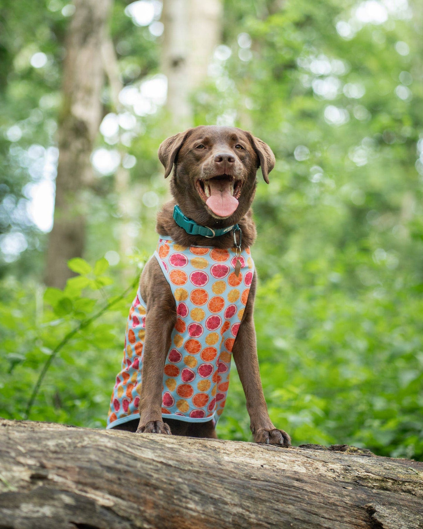 The Paw Print Boutique - Squeeze the Day Cooling Vest