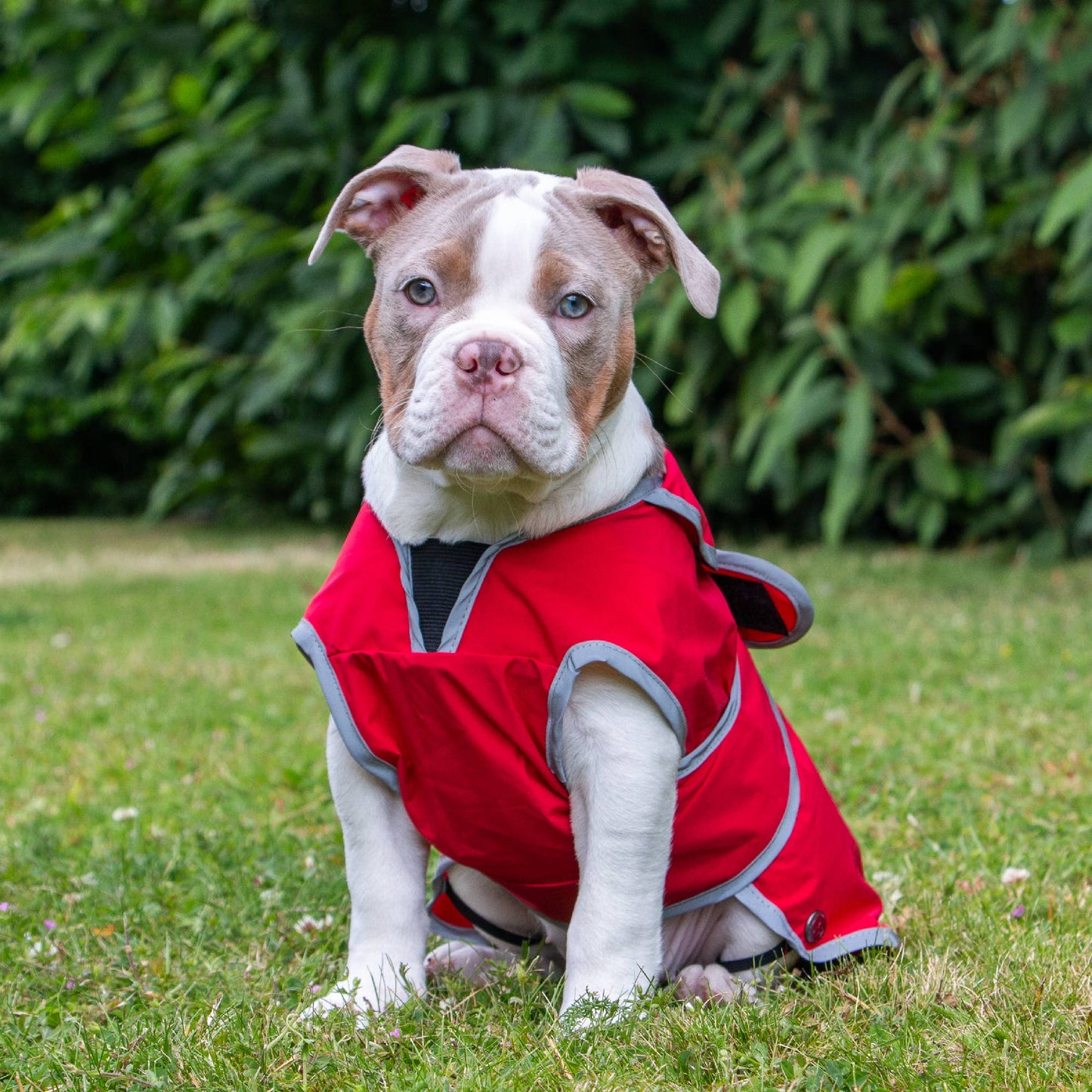 Ancol Pet Products Ltd - Stormguard Soft Shell  Dog Coat Bordeaux XS-XXL