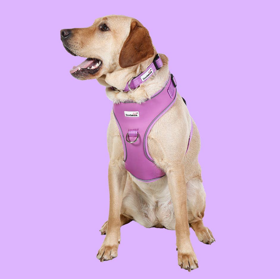 Doodlebone - Adjustable Airmesh Dog Harness