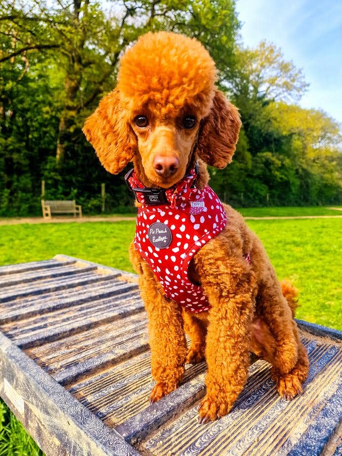 Pet Pooch Boutique - Poppy Toadstool Polkas Dog Collar