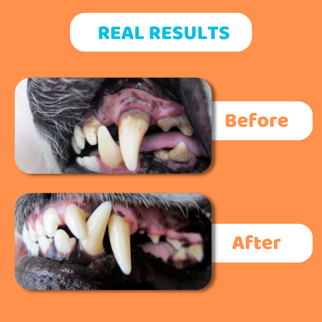 OurPetsLife - Dog Toothpaste and Toothbrush Set