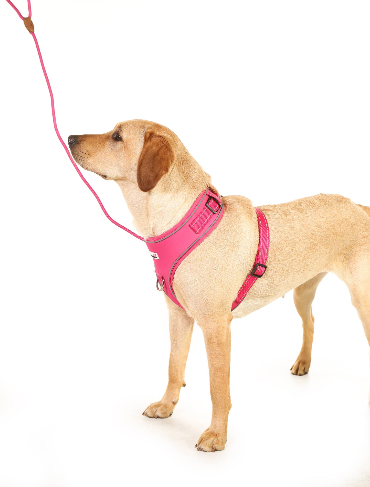 Doodlebone - Dog Rope Lead