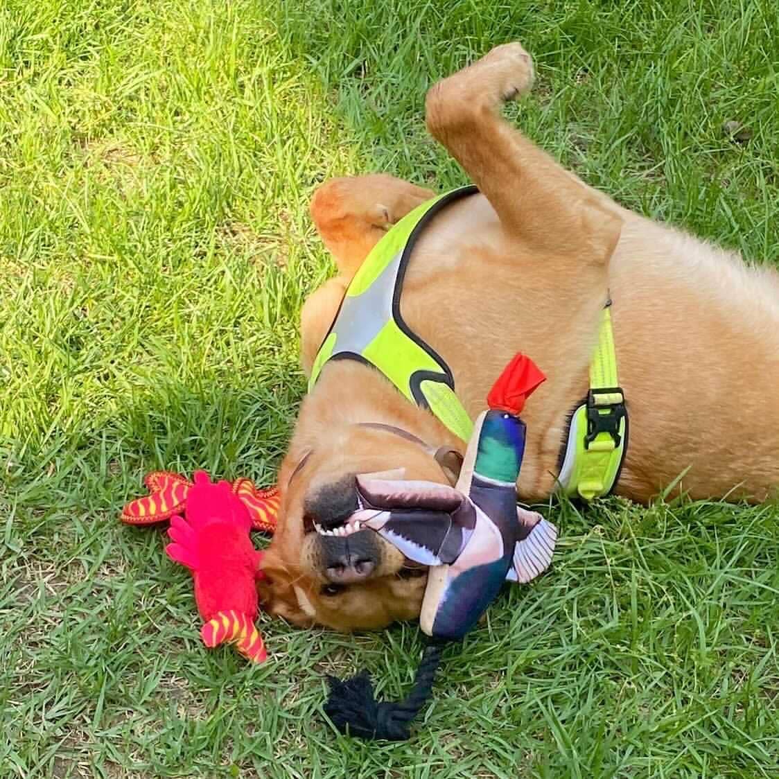 Fly & Fetch Launching Toys