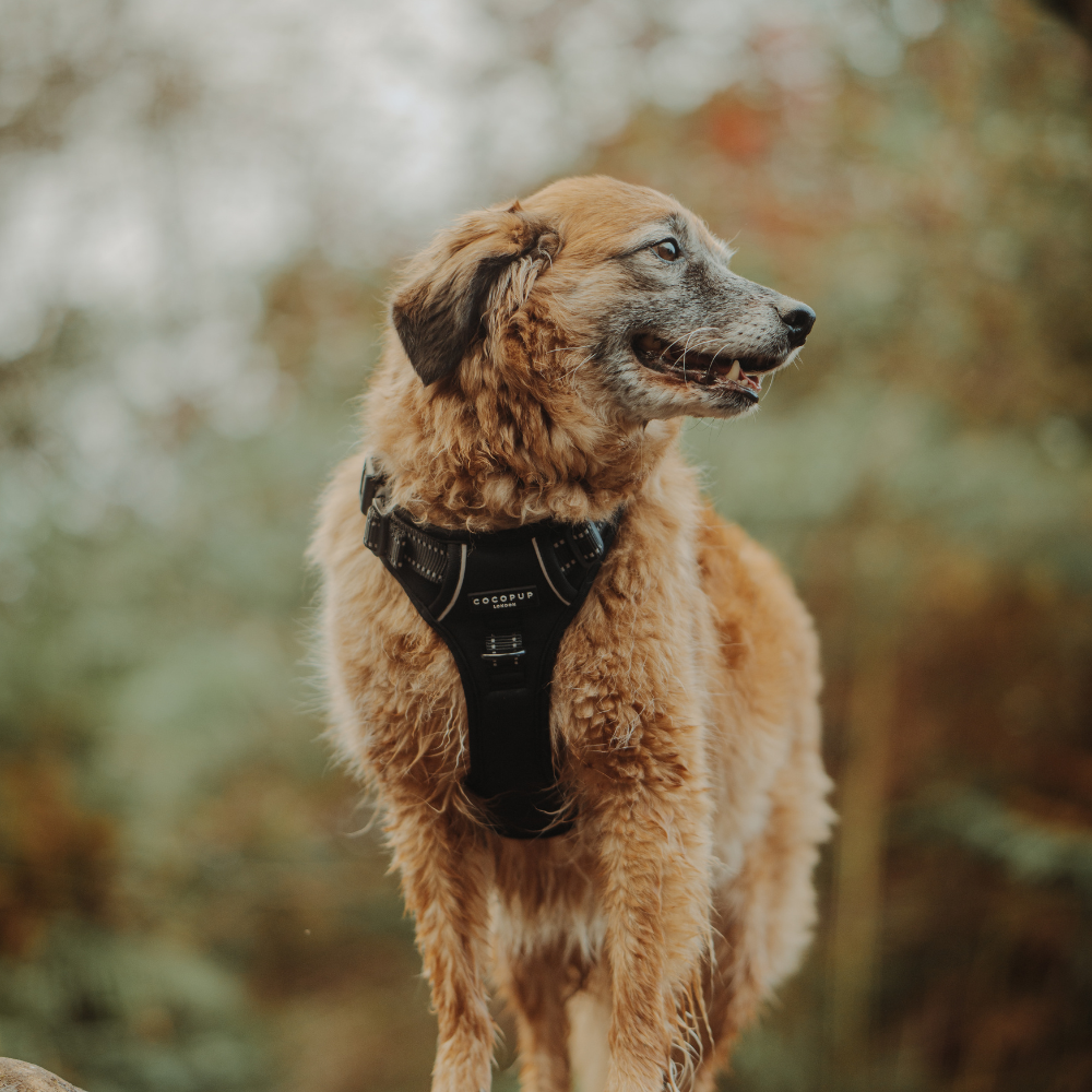 Cocopup London - Explore Harness - NAKD Liquorice