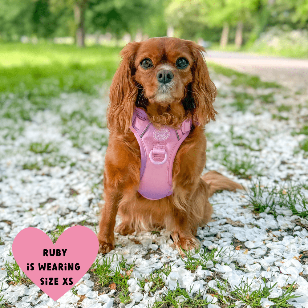 Bailey and Coco - Trail & Glow Dog Harness - COLOUR DROPS® - Love that for you