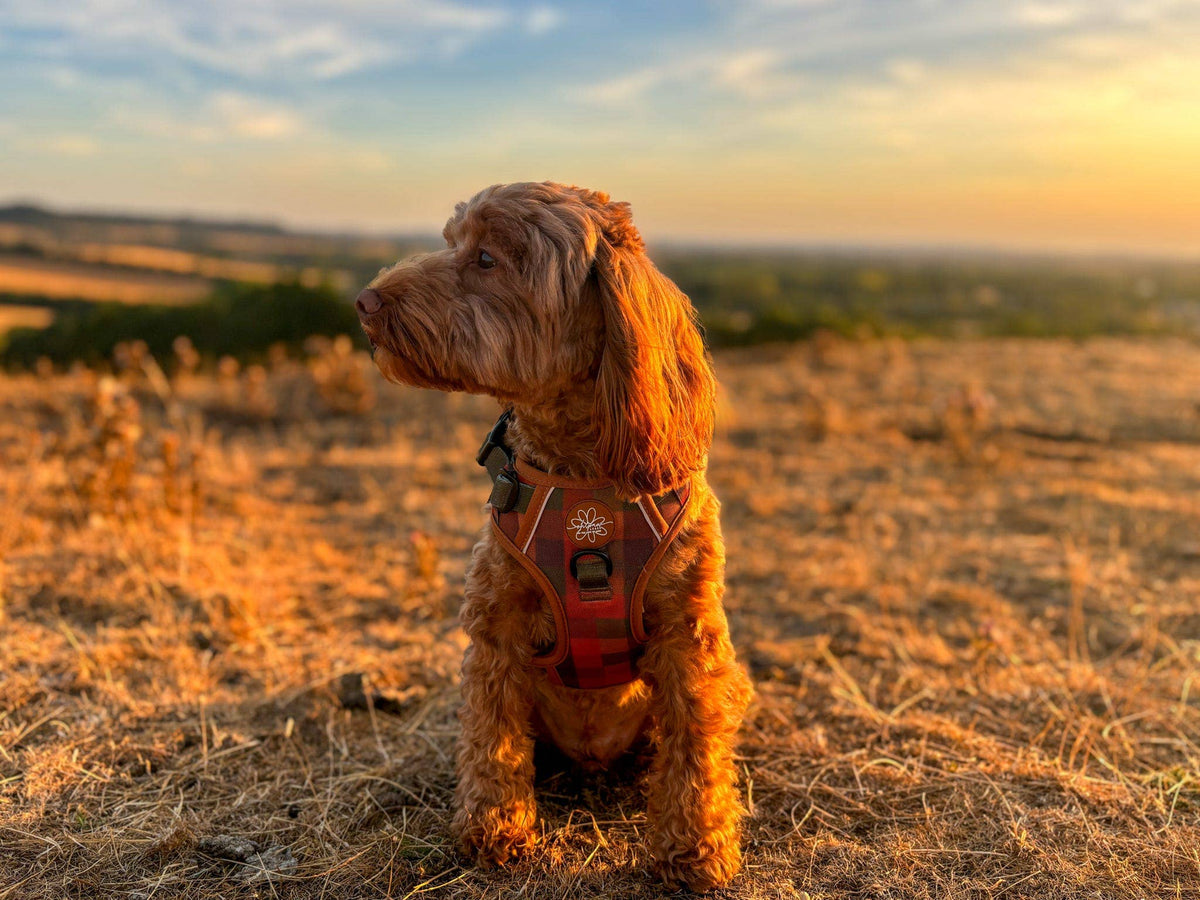 Oh, paw-lease! - Burnham Weave - Core Memory 3 Click Harness