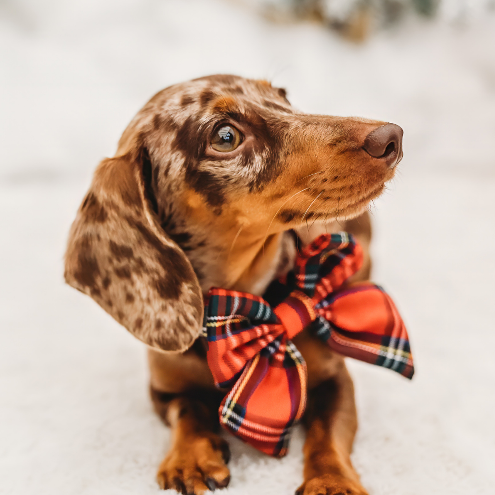 Cocopup London - Tartan Sailor Bow Tie