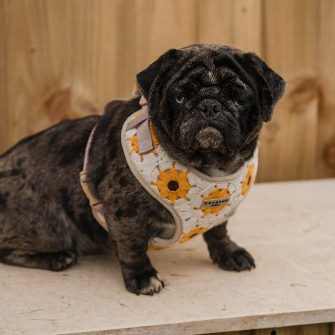 Cocopup London - Sunflower Patch Adjustable Neck Harness