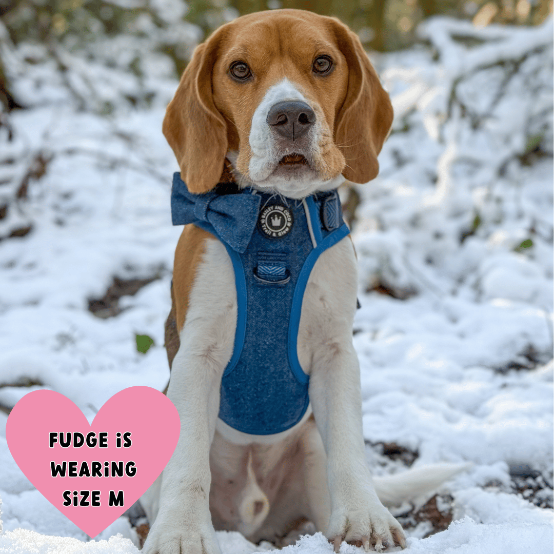 Bailey and Coco - Trail & Glow Tweed Dog Harness - Sapphire Tweed