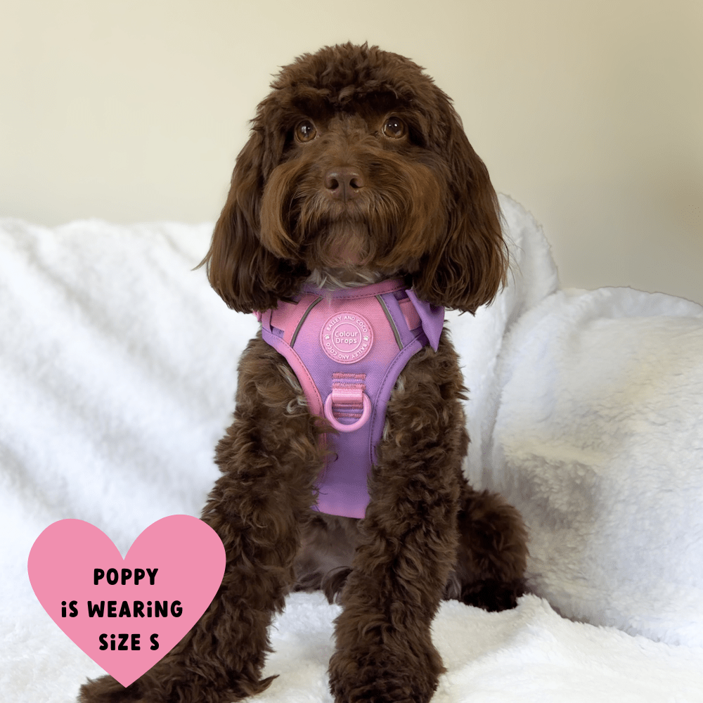 Bailey and Coco - Trail & Glow Dog Harness - COLOUR DROPS® - Love that for you