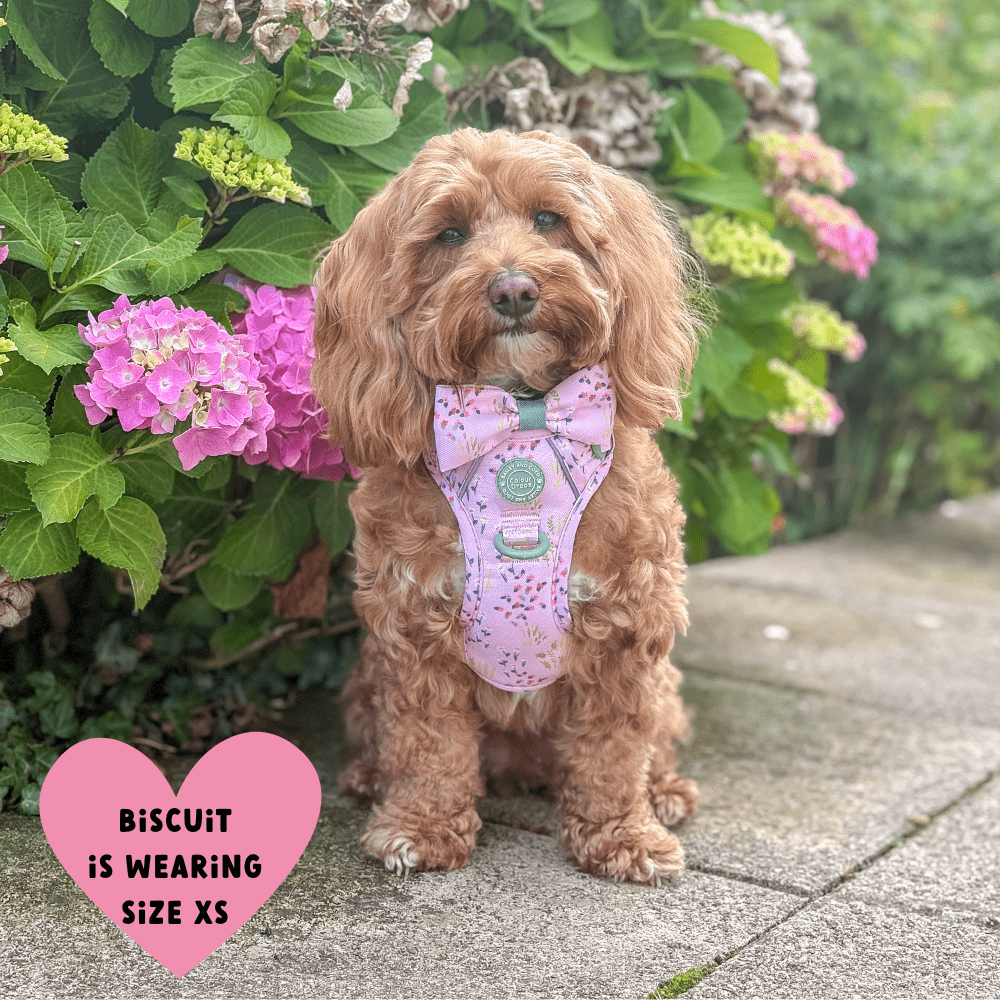 Bailey and Coco - Trail & Glow Dog Harness - COLOUR DROPS® - Pick Me