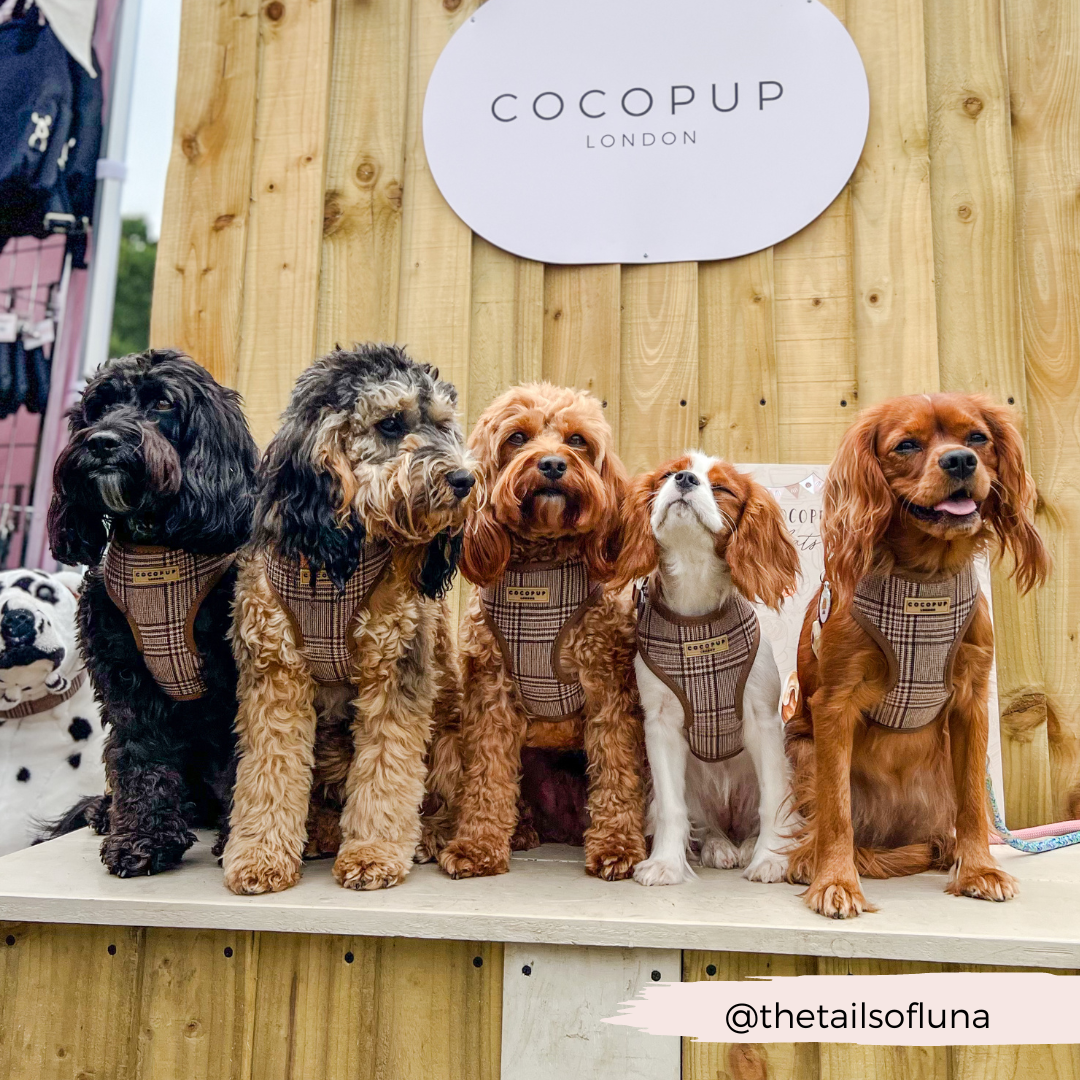 Cocopup London - Pup Plaid Adjustable Neck Harness