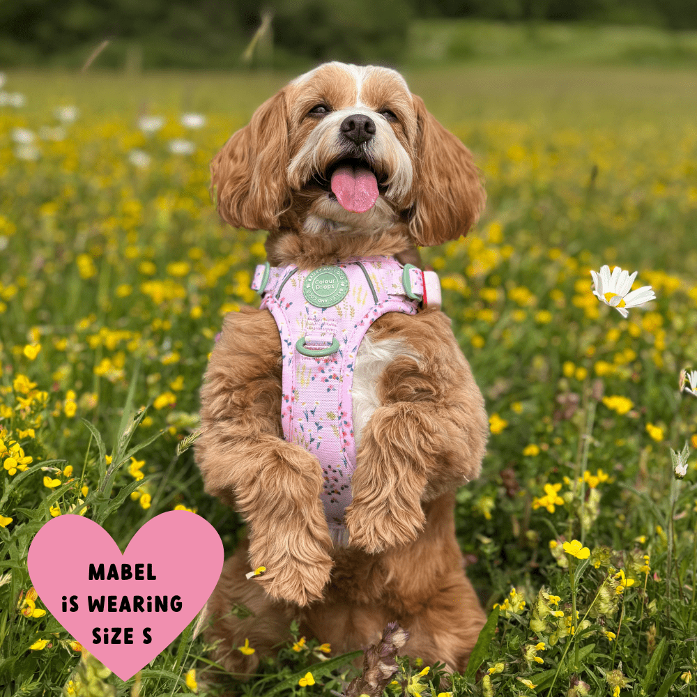 Bailey and Coco - Trail & Glow Dog Harness - COLOUR DROPS® - Pick Me
