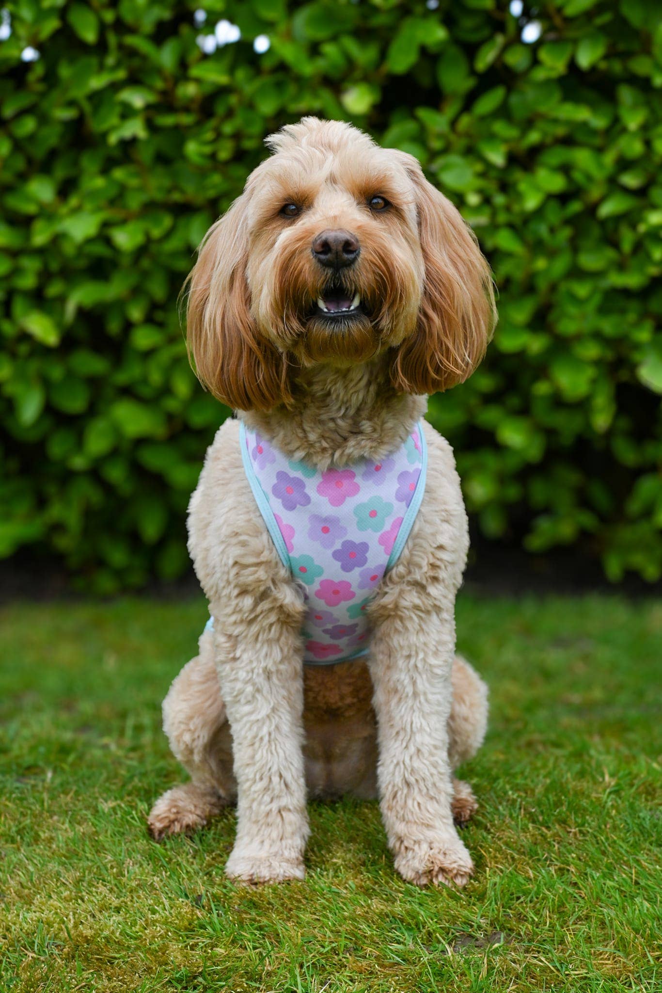 The Paw Print Boutique - The Minty Meadows / Flower Power Cooling Vest