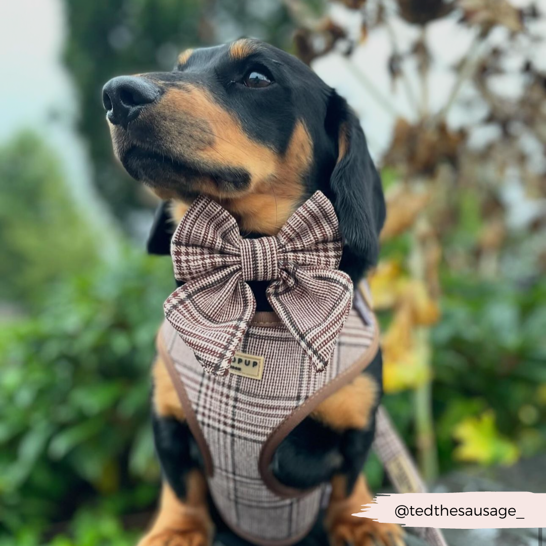 Cocopup London - Pup Plaid Adjustable Neck Harness