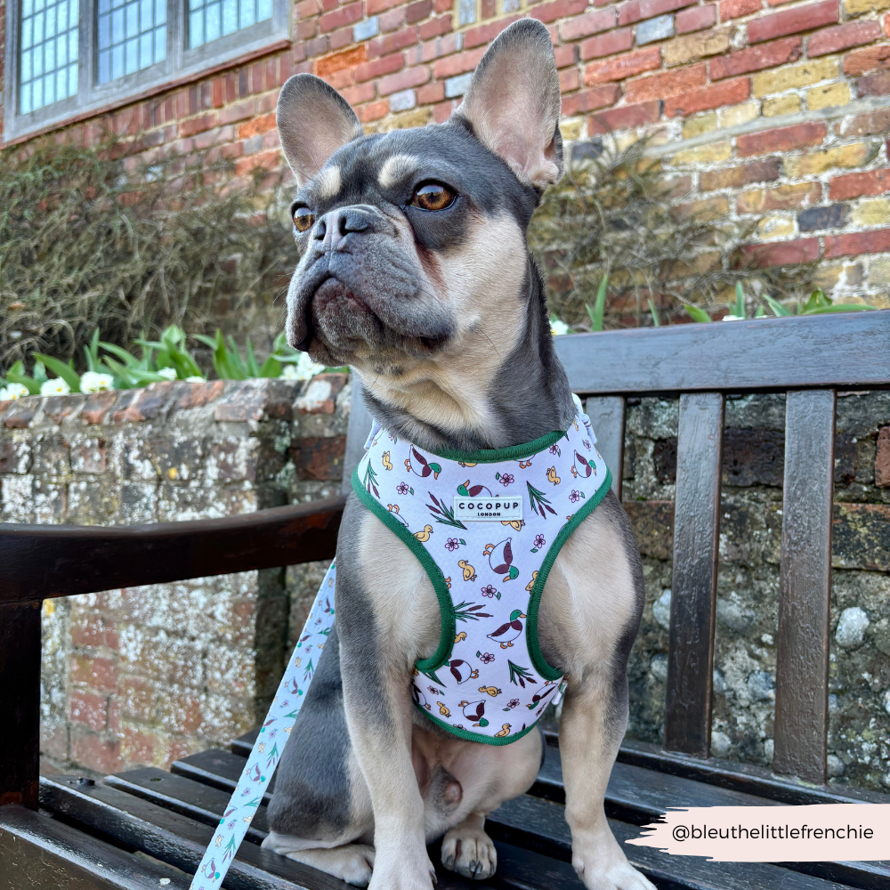Cocopup London - Puddle Pup Lead