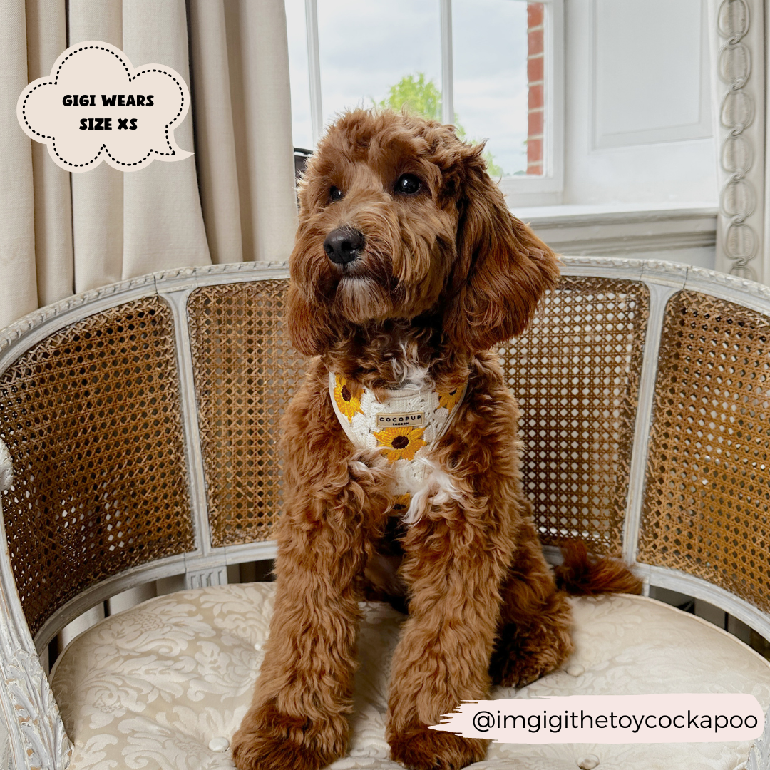 Cocopup London - Sunflower Patch Adjustable Neck Harness