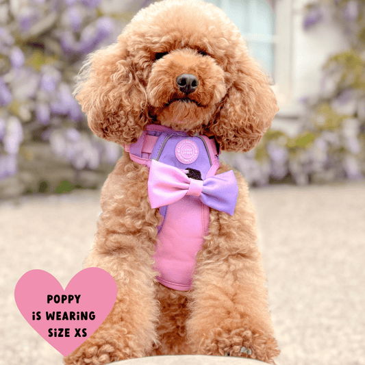 Bailey and Coco - Trail & Glow Dog Harness - COLOUR DROPS® - Love that for you
