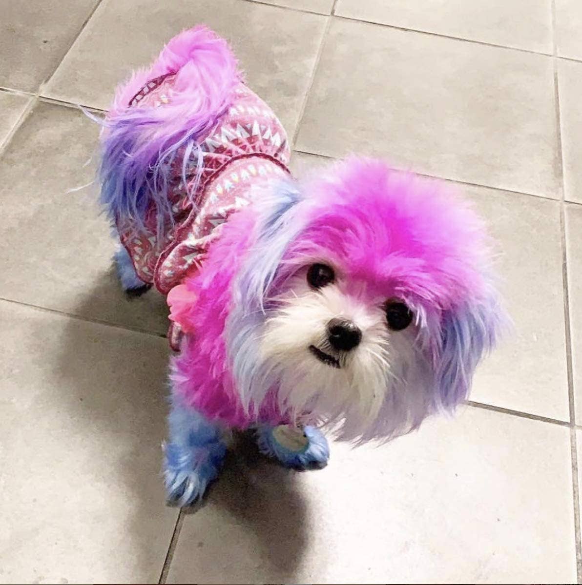 Critter Color - Temporary Fur Coloring - 7 Color Options
