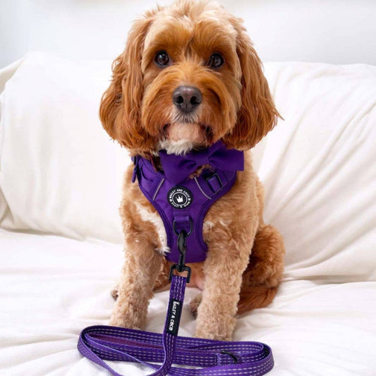 Bailey and Coco - Trail & Glow® Fabric Dog Lead 5ft - The Purple One