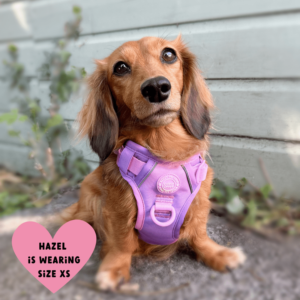 Bailey and Coco - Trail & Glow Dog Harness - COLOUR DROPS® - Love that for you