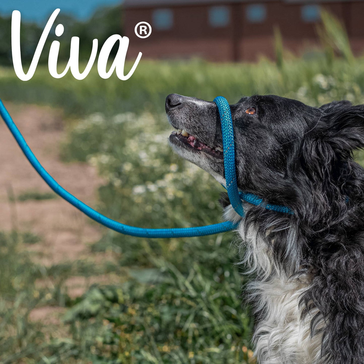 Ancol Pet Products Ltd - Viva Rope Slip Lead Blue