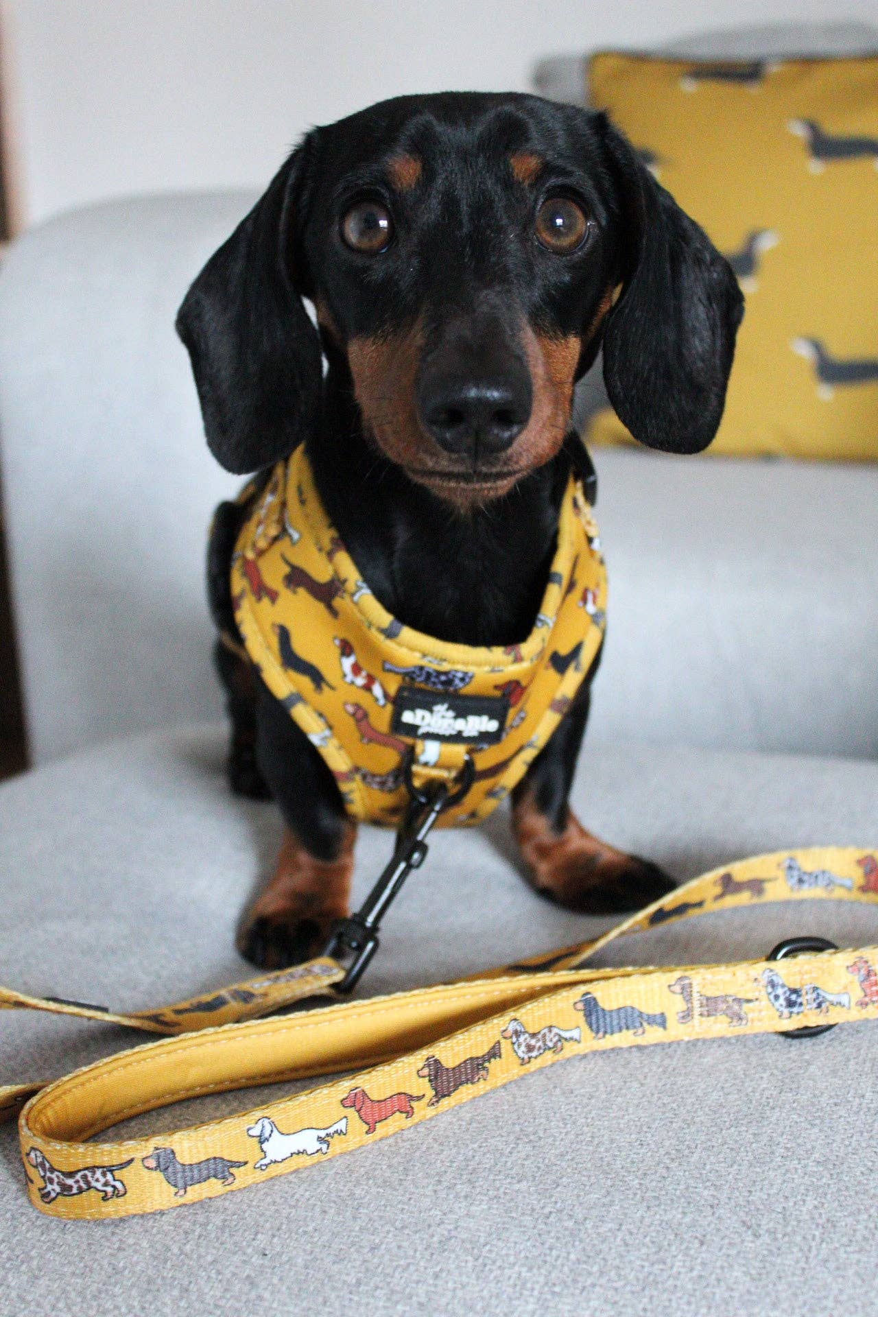 The aDoraBle Pooch Company - Dog Lead - Dashing Dachshunds