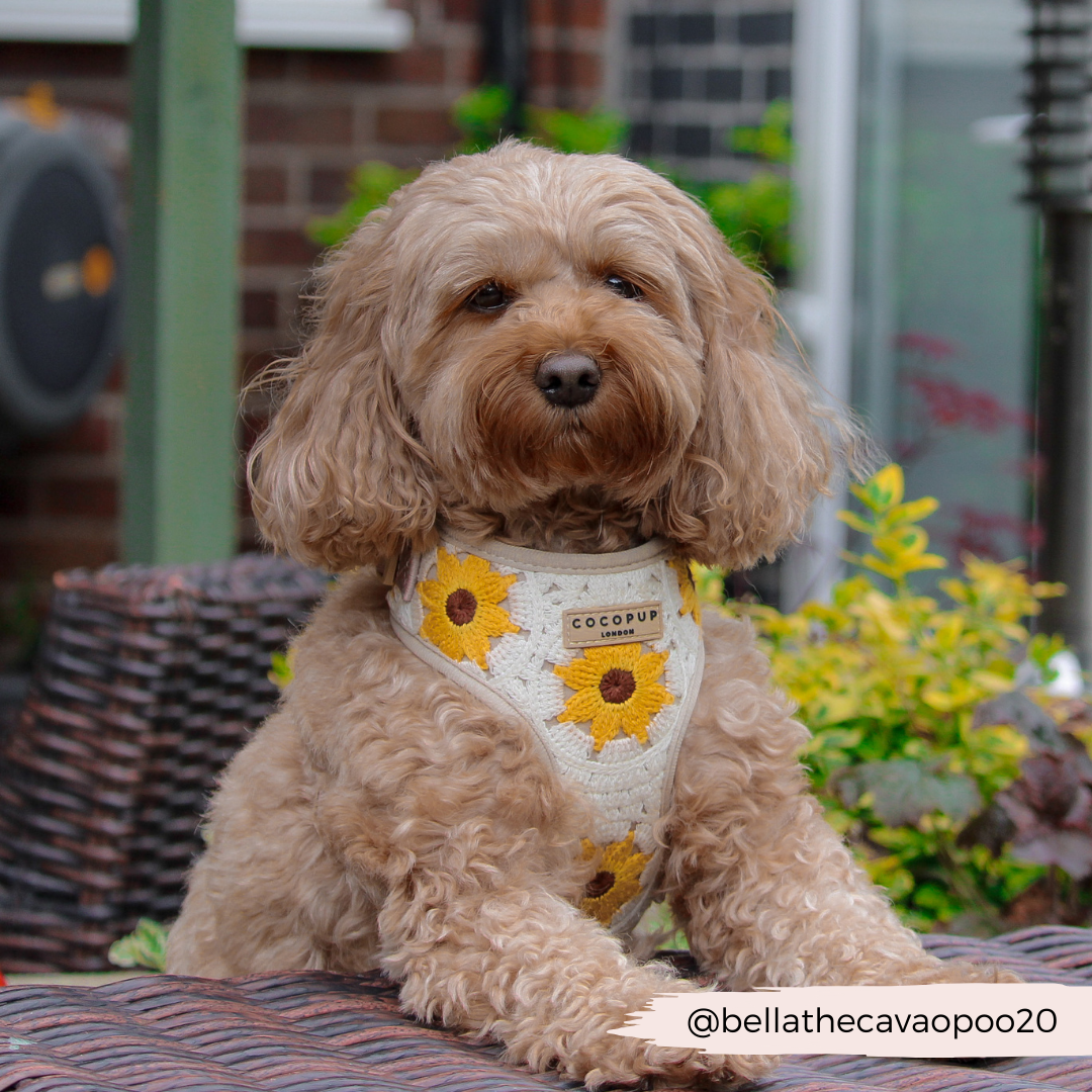 Cocopup London - Sunflower Patch Adjustable Neck Harness