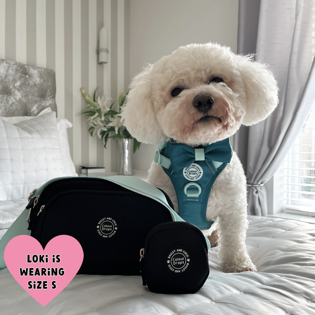 Bailey and Coco - Trail & Glow Dog Harness - COLOUR DROPS® - Ice Teal