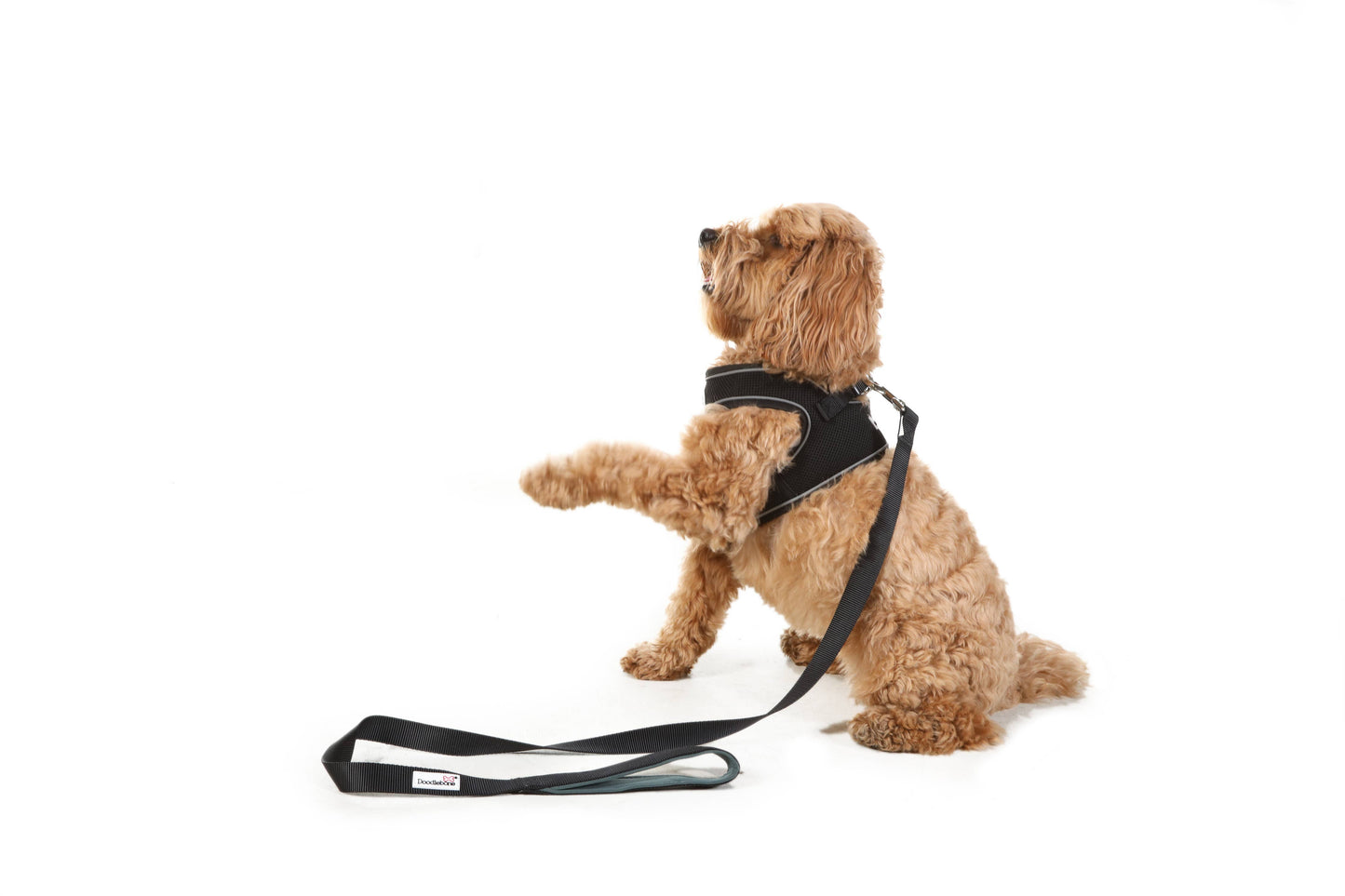 Doodlebone - Padded Dog lead