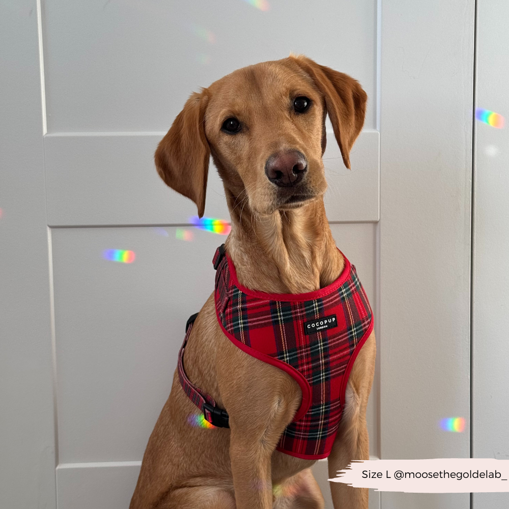 Cocopup London - Tartan Adjustable Neck HARNESS