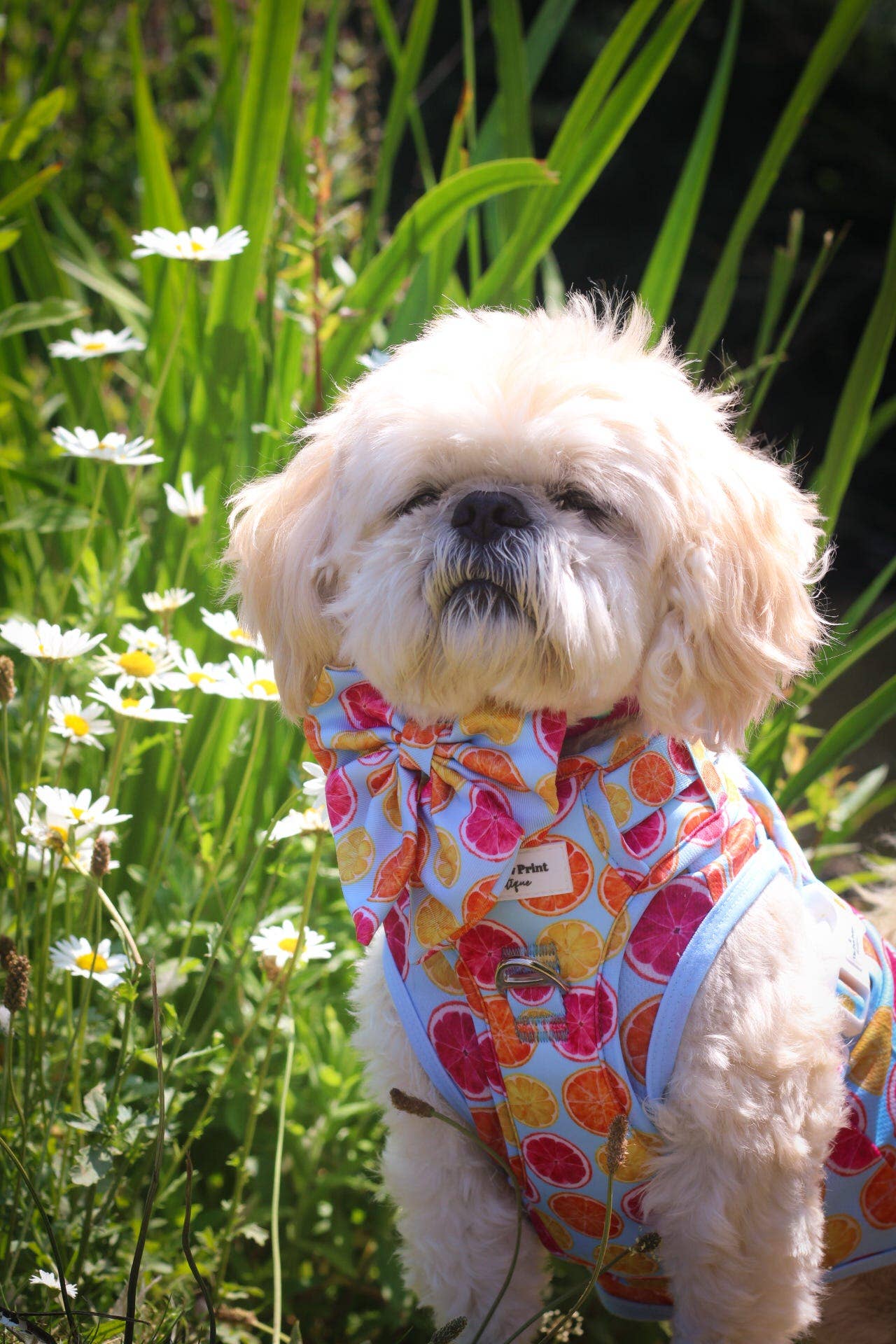 The Paw Print Boutique - Squeeze the Day Cooling Vest