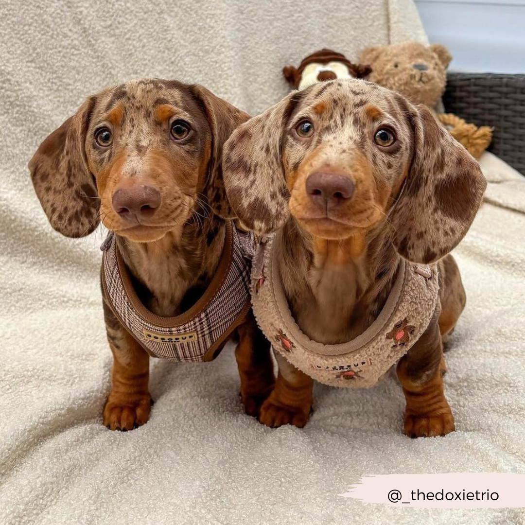 Cocopup London - Pup Plaid Adjustable Neck Harness