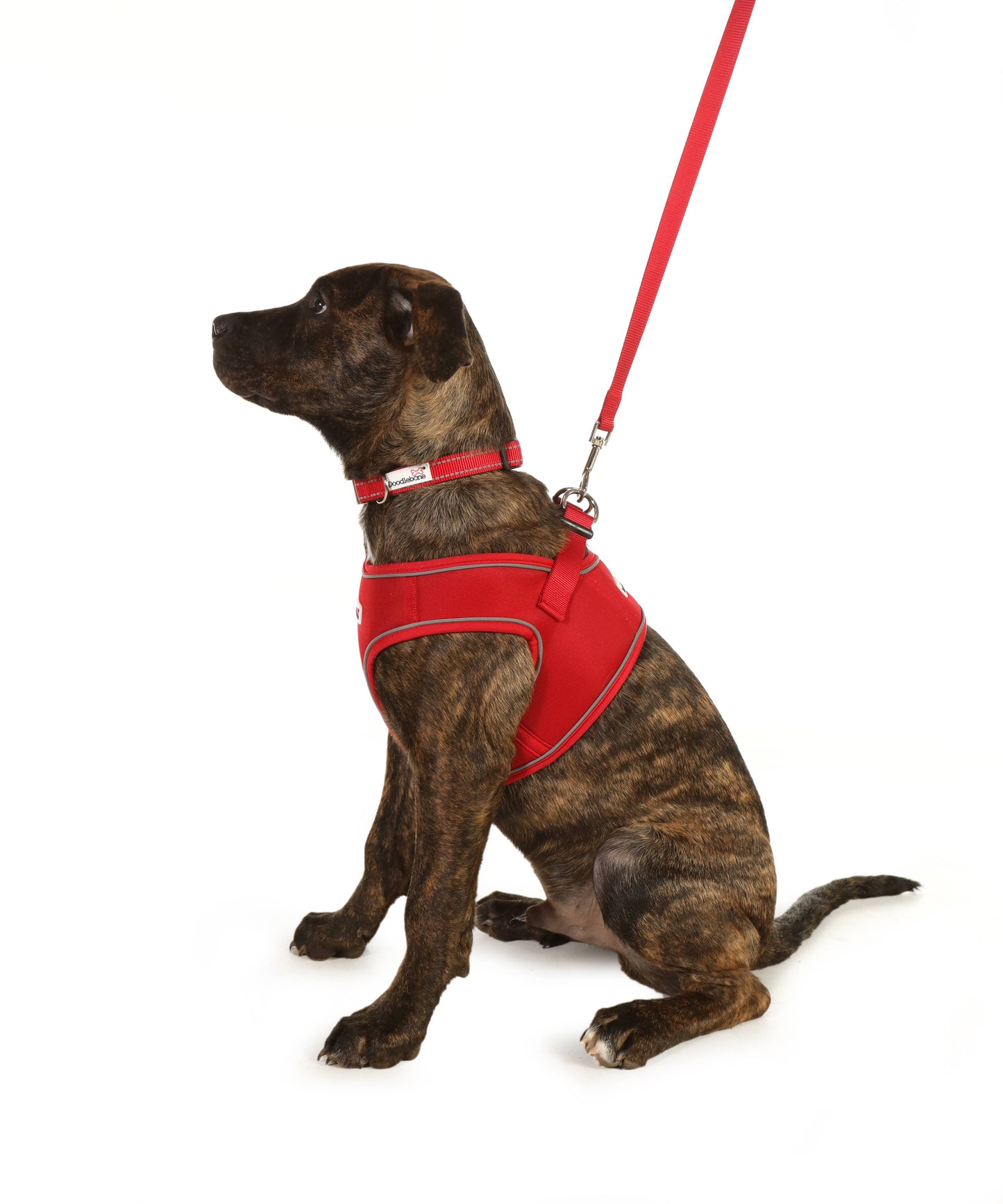 Doodlebone - Dog Collar